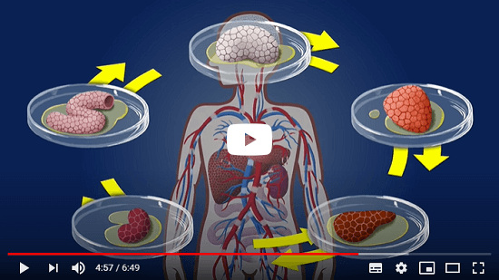 Film 'Mini-Organe und Multi-Organ-Chips' auf Youtube ansehen